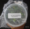 FLASK  Bulbophyllum violaceolabellum