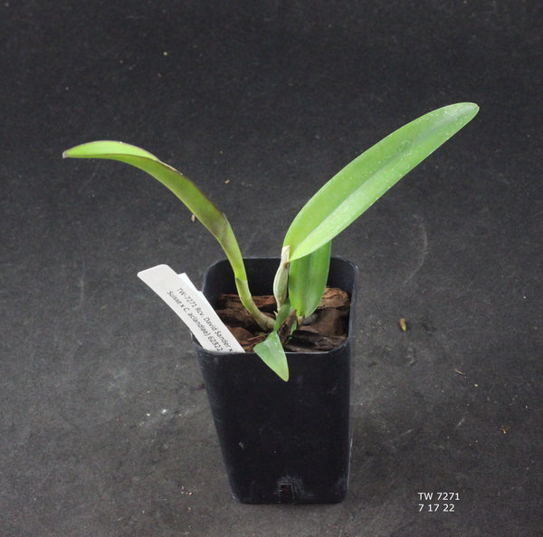 Rcv. David Sander x (Rth. Cherry Suisse x C. aclandiae)