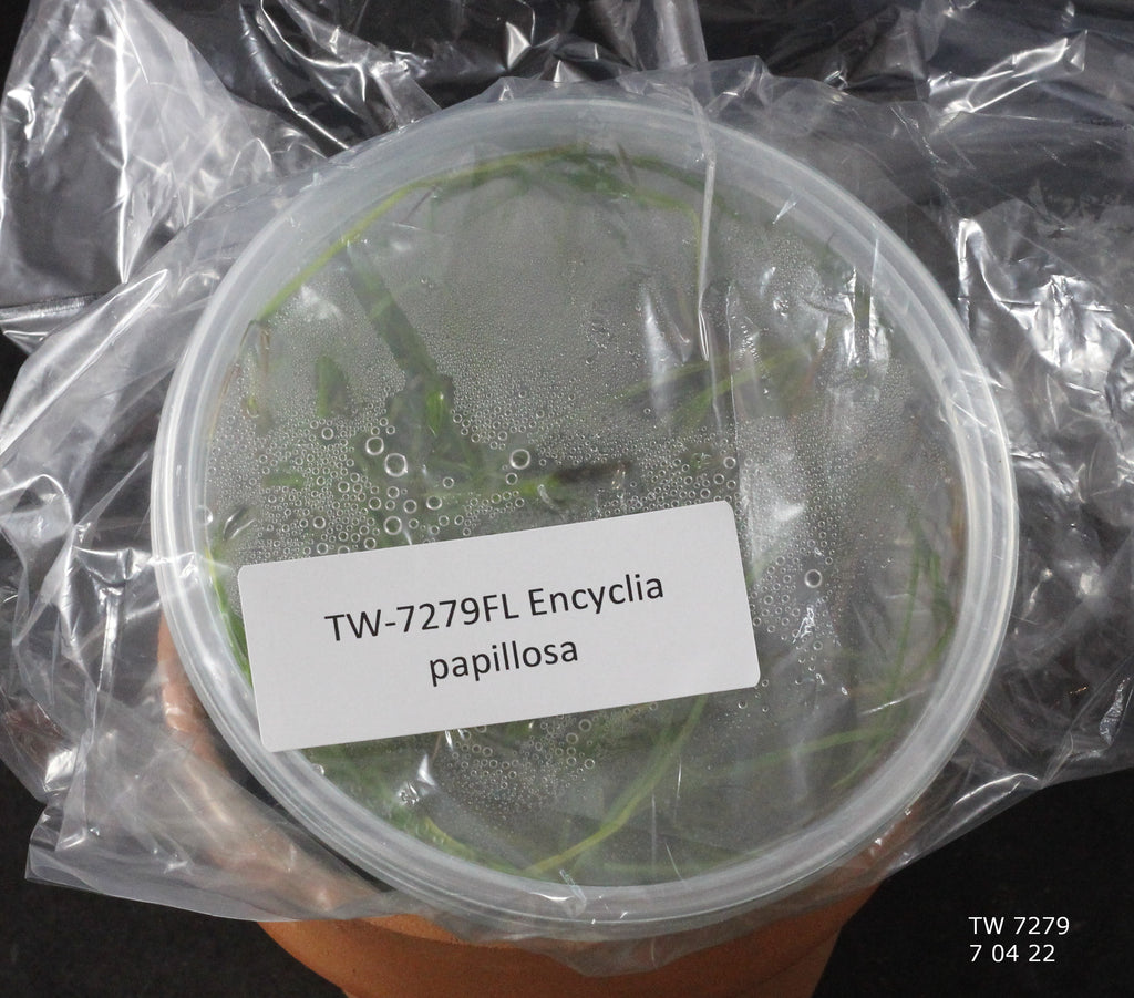 FLASK  Encyclia papillosa