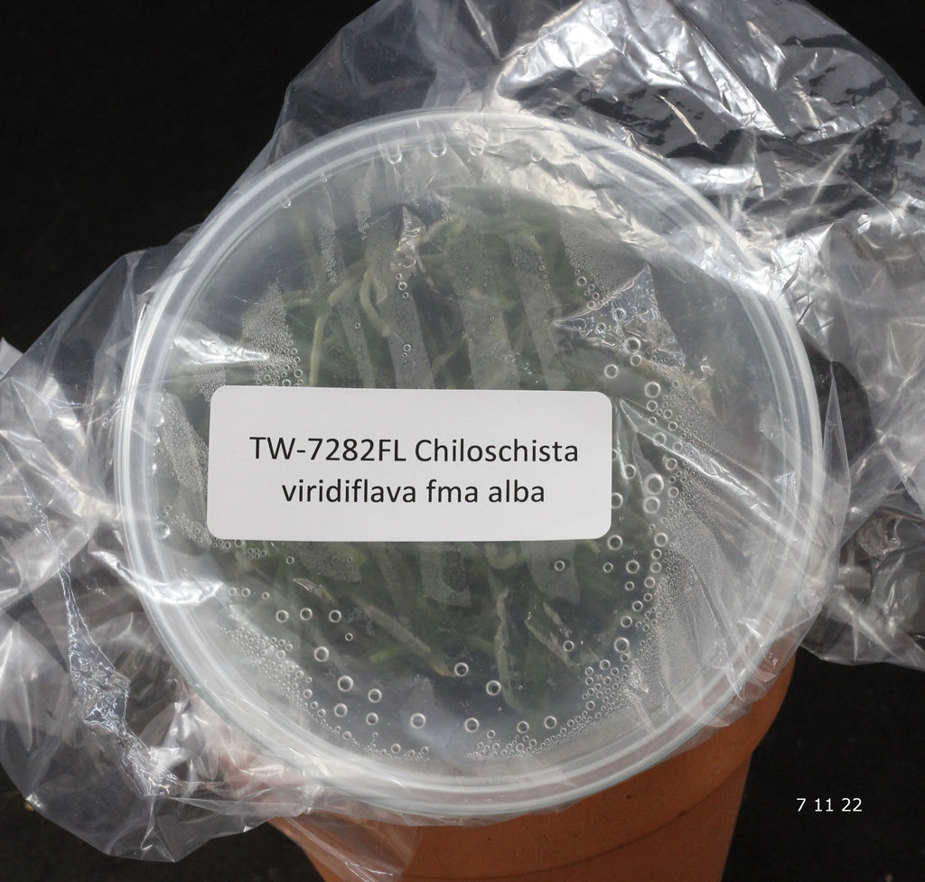 FLASK  Chiloschista viridiflava fma alba