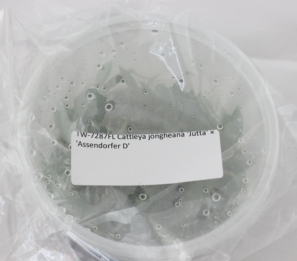 FLASK Cattleya jongheana 'Jutta' × 'Assendorfer D'