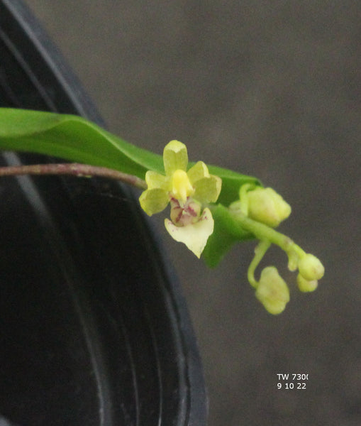 Phalaenopsis mirabilis