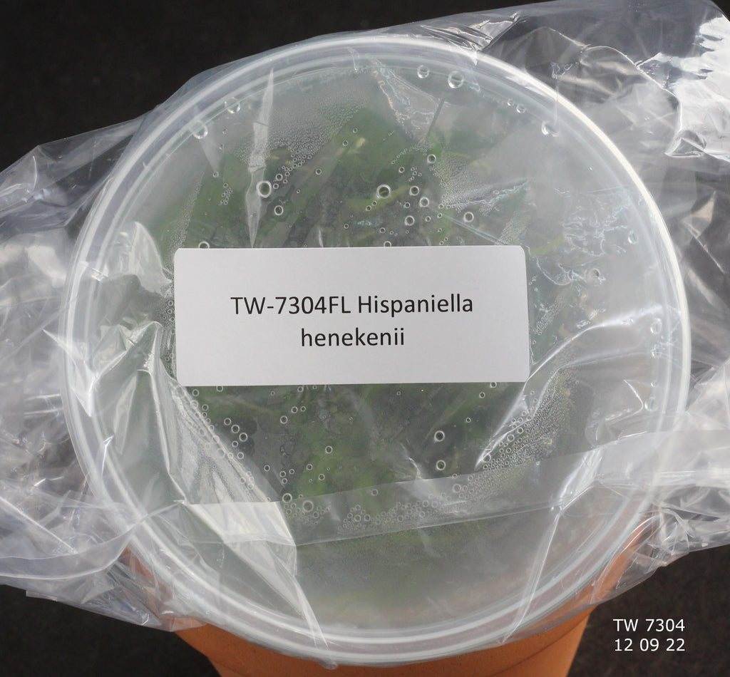 FLASK Hispaniella (Tolumnia) henekenii