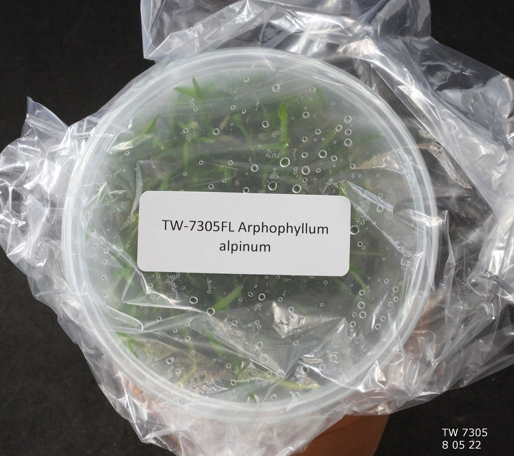 FLASK Arpophyllum alpinum