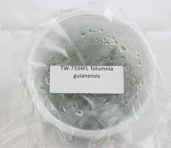 FLASK Tolumnia guianensis