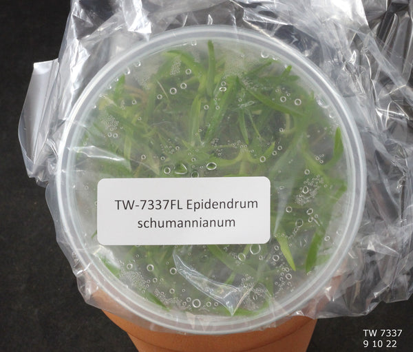 FLASK Epidendrum schumannianum