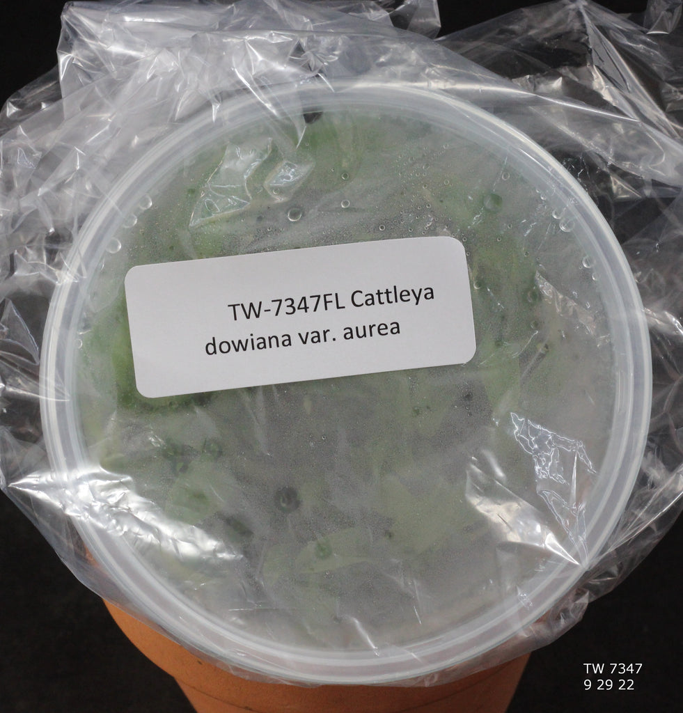 FLASK  Cattleya dowiana var. aurea