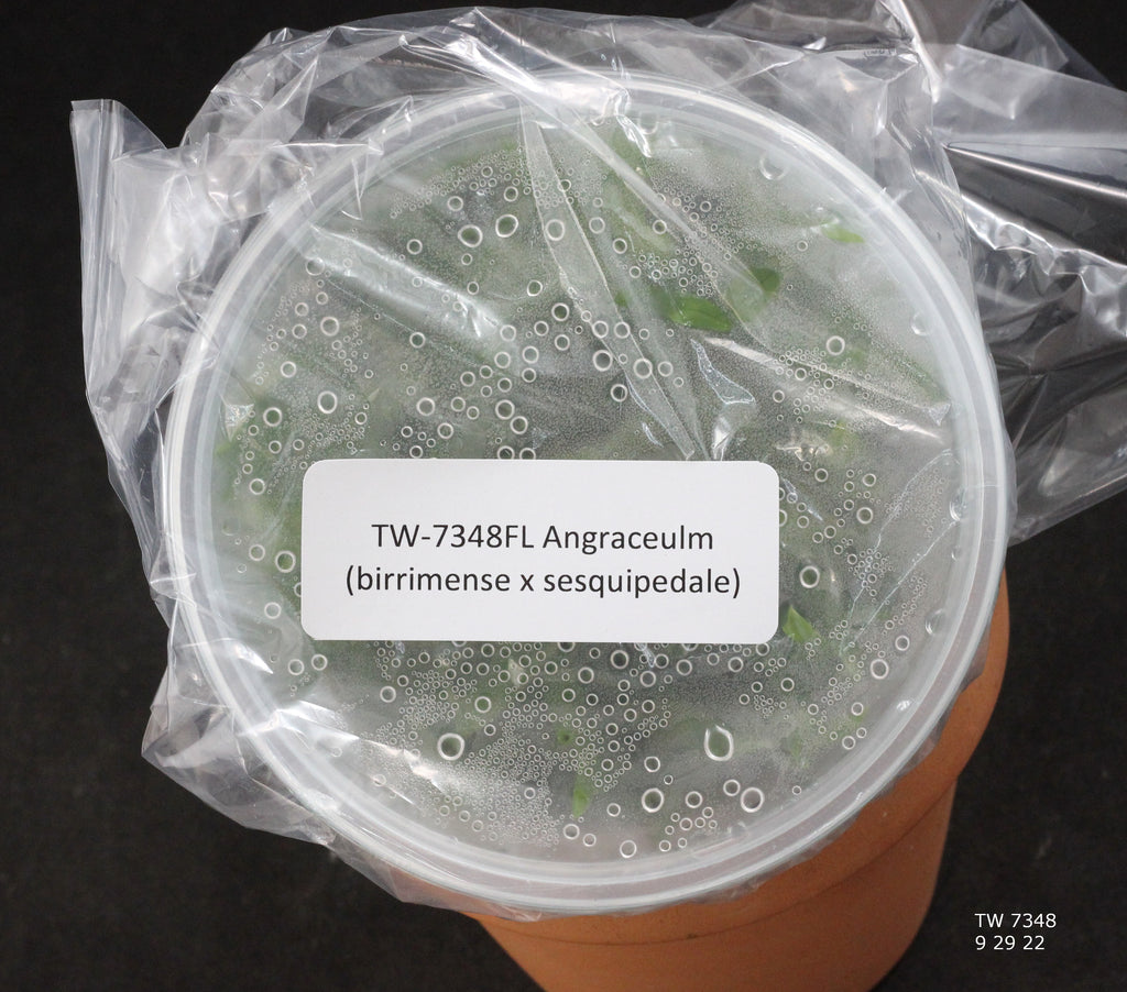 FLASK Angraceum (birrimense x sesquipedale)
