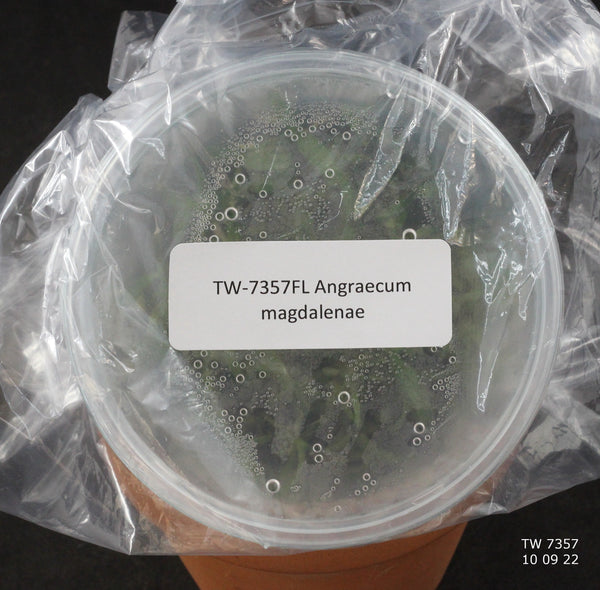FLASK Angraecum magdalenae