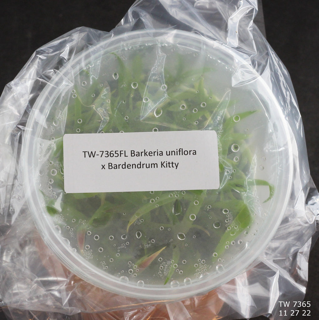 FLASK Barkeria uniflora x Bardendrum Kitty