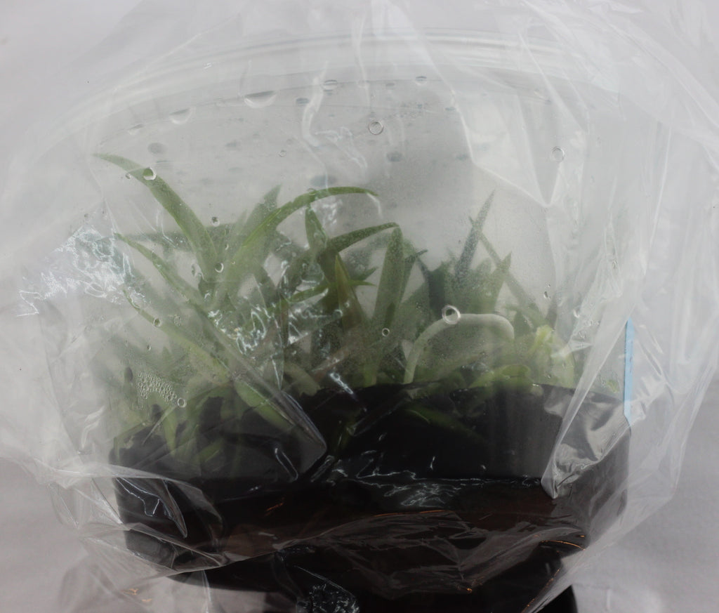 FLASK  Barkeria (uniflora x whartoniana)