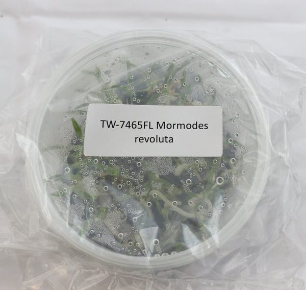 FLASK Mormodes revoluta