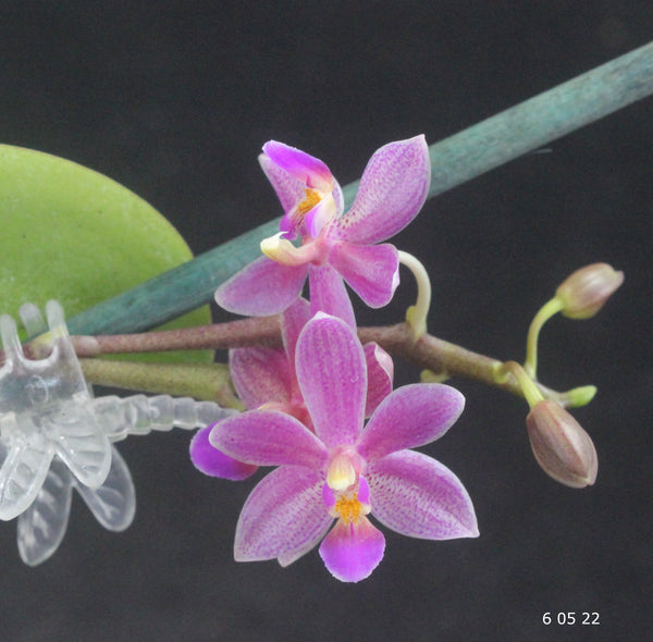Phalaneopsis hybrid in bloom