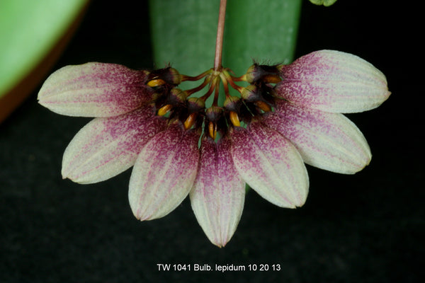Bulbophyllum lepidum