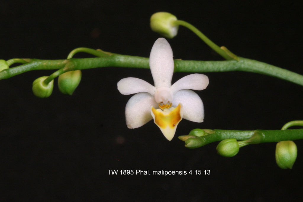 Phalaenopsis malipoensis