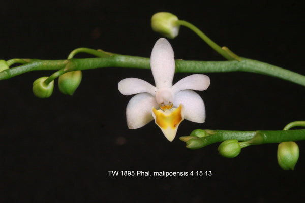 Phalaenopsis malipoensis