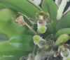 Gastrochilus platycalcaratus