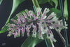 Dendrobium smilliae