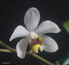 Holcnopsis Yawi's Little Erik (Holcoglossum flavescens x Phal. philippinensis)