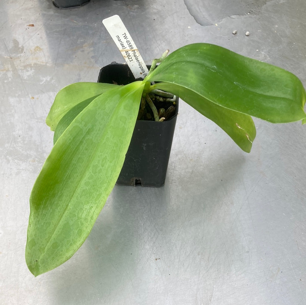 Phalaenopsis (speciosa x mariae)
