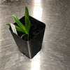 Vanda insignis