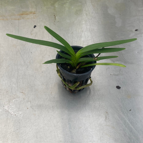 Vanda (curvifolium x cristata)