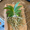 Hispaniella henekenii
