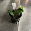 Phalaenopsis mirabilis