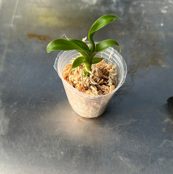 Catasetum pileatum ‘Jumbo Green Gold’
