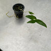 Den. victoria-reginae