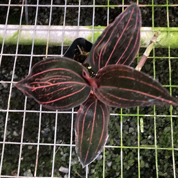 Ludisia discolor 2”