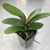 Phal. (aphrodite subsp. aphrodite x sanderiana)