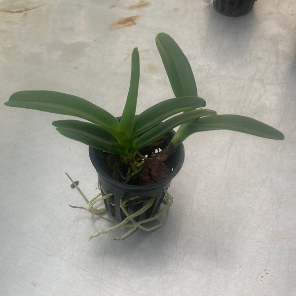 Angraecum (Shooting Star x praetans)