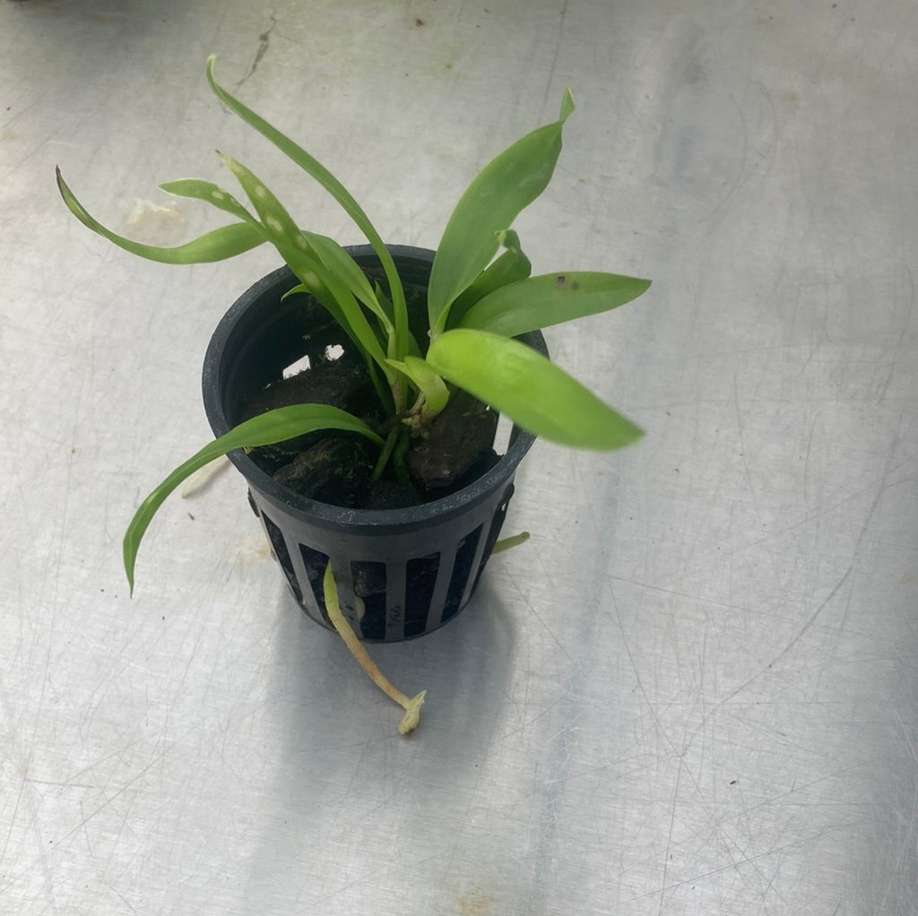 Cattleya forbesii 